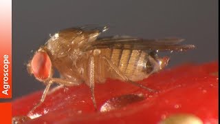 Drosophila Suzukii and native European parasitoids