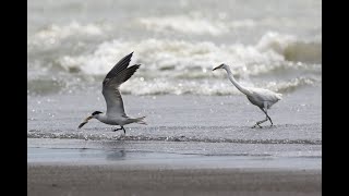 高屏溪出海口的唐白鷺Egretta eulophotes  （2022 09 02）