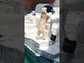 スゴ〜いw…🤩✨🐻‍❄️　24.6.7 12 56 ホウちゃん　 天王寺動物園　 ホッキョクグマ　 minnanotennojizoo　 bearlympics polarbear