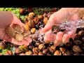 WHY MOST PEOPLE DON'T WASH WALNUTS: An astonishing discovery!