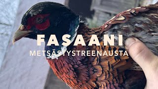 Fasaani – Metsästystreenausta