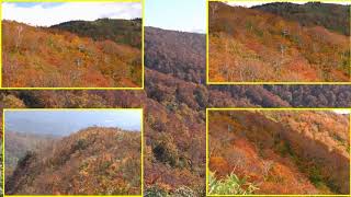 2018- 森吉山の紅葉