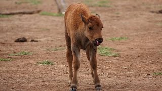 Baby animals on safari