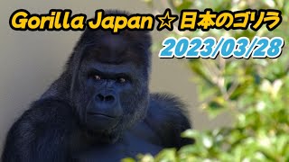 2023/03/28 〜 Shabani gorilla family 🍇🍑 春の陽気で大盛り上がりの東山動物園