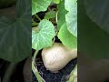 backyard gardening with butternut squash backyard garden simplelife squash vegetables harvest