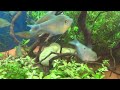 moonlight gourami in aquarium