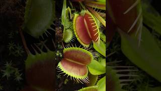 The Plant that Fights Back - Venus Flytrap