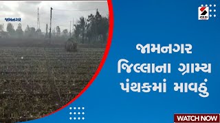 News Updates | જામનગર જિલ્લાના ગ્રામ્ય પંથકમાં માવઠું | Jamnagar District