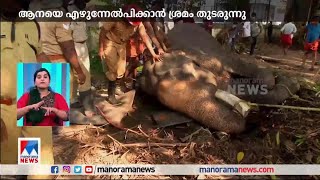 കാന്താലൂർശാല ക്ഷേത്രത്തിൽ ആന മറിഞ്ഞു വീണു |Trivandrum Elephant