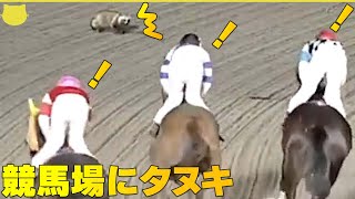 【なぜ現れた？】 競馬場にタヌキ乱入  ジョッキーも思わず２度見