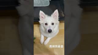 我是無敵的無敵的小可愛 #shorts #cute #puppy