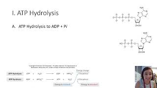 ATP Hydrolysis Podcast