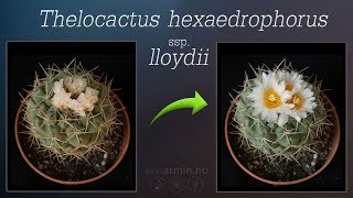 Thelocactus hexaedrophorus ssp. lloydii ♫