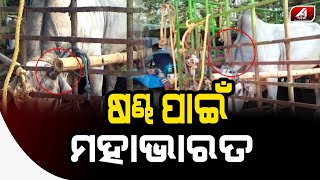 ରାଜଧାନୀରେ ମାତିଛନ୍ତି ଷଣ୍ଢ ଚୋର | SMART CITY | @A1odia |