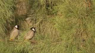 White eared Bulbul