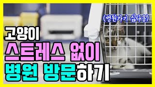 고양이 스트레스없이 병원방문하는 요령. 스트레스없이 치료받기