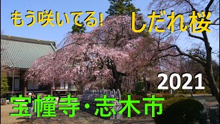 Weeping cherry blossoms [2021] Houdoji Temple、Japan