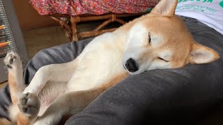 君かわうぃー寝！愛犬の寝姿が無防備すぎる Funny Dog Sleeping