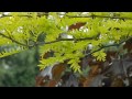 gleditsia triacanthos sunburst