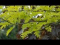 gleditsia triacanthos sunburst