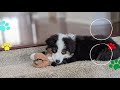 上り坂もへっちゃらな子犬【australian shepherd】オーストラリアンシェパード｜パピー｜puppy