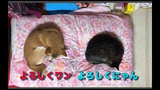 柴犬ハナとキジトラ猫クロの自己紹介 -- Shiba and cat Intoroduce --