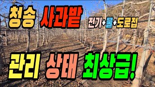 🤞청송 사과밭. 사과나무 12년생(미시마). 위치, 전망 짱입니다. 농막용+전원주택부지. 전기+물+도로접함 🤞 경북 청송 사과밭 🤞[매물 906]🤞