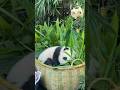 #熊猫 #panda 我们的小妹猪满一百天啦！正式开始全天展出！超可爱 🥰🥰