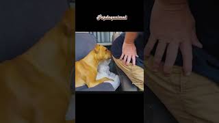 Funny Video cats and Dogs ‼️ Reaksi Kucing dan Anjing Ketika Mendengar dan Mencium Bau Kentut 🤣🤣