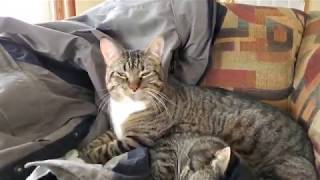 Cat Keeps Other Cat Warm as it Heals and Recovers From Being Malnurished