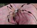 free handling the amazing golden orb weaver banana spider 080823