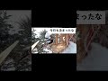 着地でドヤ顔アカゲラさん ドヤ顔 アカゲラ 北海道野鳥ライブ 北海道野鳥live birdwatching birdfeeder 野鳥観察 定点観測 北海道 hokkaido