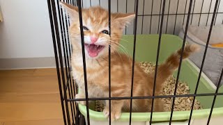 The kitten's bark is cute! [Short-legged Munchkin / Red Tabby]