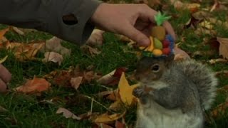 Critters Nuts for Penn State’s 'Squirrel Girl'