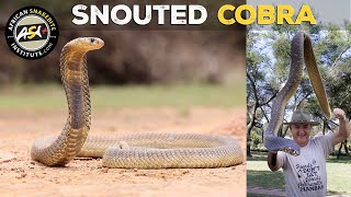 Snouted Cobra (Naja annulifera)