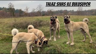 2 Young Kangal Males Meet For The First Time (Talaz \u0026 Sivas) Mashallah #kangal #kurtcul