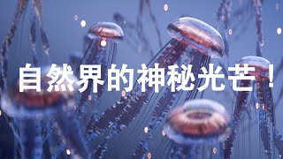 生物 生物發光的神奇世界：讓你驚豔的發光生物