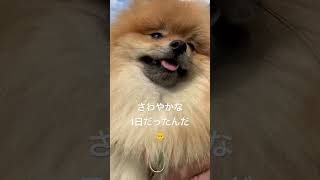 2歳ポメラニアン空太の成長日記〜ゴールデンウィークらしい爽やかな風を感じた1日🐶🇯🇵〜#2024.5.2#shorts#ポメラニアン#ポメラニアン空太#癒し#もふもふ#いぬのきもち#5月の風