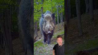 The Wild Boar Is A Problem