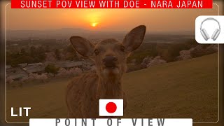 Virtual Fawn Feeding Experience on Sunset Hill《Ambient Sound》奈良公園若草山