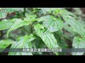 探索杉林溪：058_台灣青莢葉