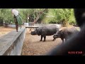 indian rhinoceros at vandaloor zoo இந்திய காண்டாமிருகம் வண்டலூர் உயிரியல் பூங்காவில் நம் உலகம்