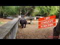 indian rhinoceros at vandaloor zoo இந்திய காண்டாமிருகம் வண்டலூர் உயிரியல் பூங்காவில் நம் உலகம்