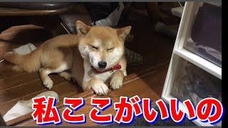 お姉ちゃんと大はしゃぎ後、居心地が悪そうな場所で寛ぐ柴犬ハナ -- Shiba is tired.--