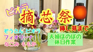 【ビオラ摘芯】徒長ビオラ3種を摘芯→挿し芽へ。夫婦でまったり休日作業🍀☀️