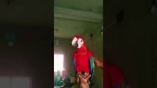 Beauty Of  Scarlet Macaw #shorts #shortvideo #parrot #bird #macaw #pathan @thebirdsnook