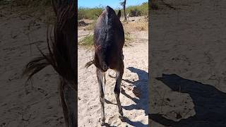 Crazy donkeys#youtubeshorts #foryou #pets