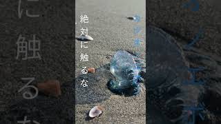 死に至る猛毒 青いクラゲを見たらライフセーバーへ【カツオノエボシ 美しく危険な海の生き物】