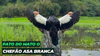 CAÇADA DE PATO DO MATO | E aparição de uma jiboia arco-íris na trilha.