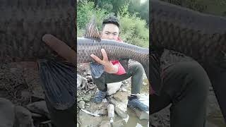 Amazing fishing | Catching Catfish & Giant Snakehead | Skills Fishing Exciting #Shorts | Ep 745